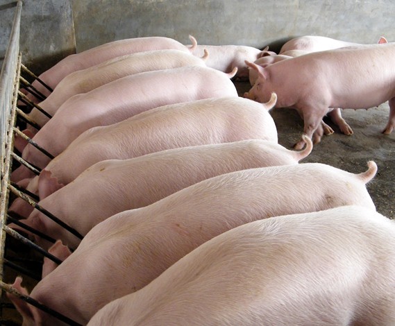 微生物活菌制剂在养猪中的应用